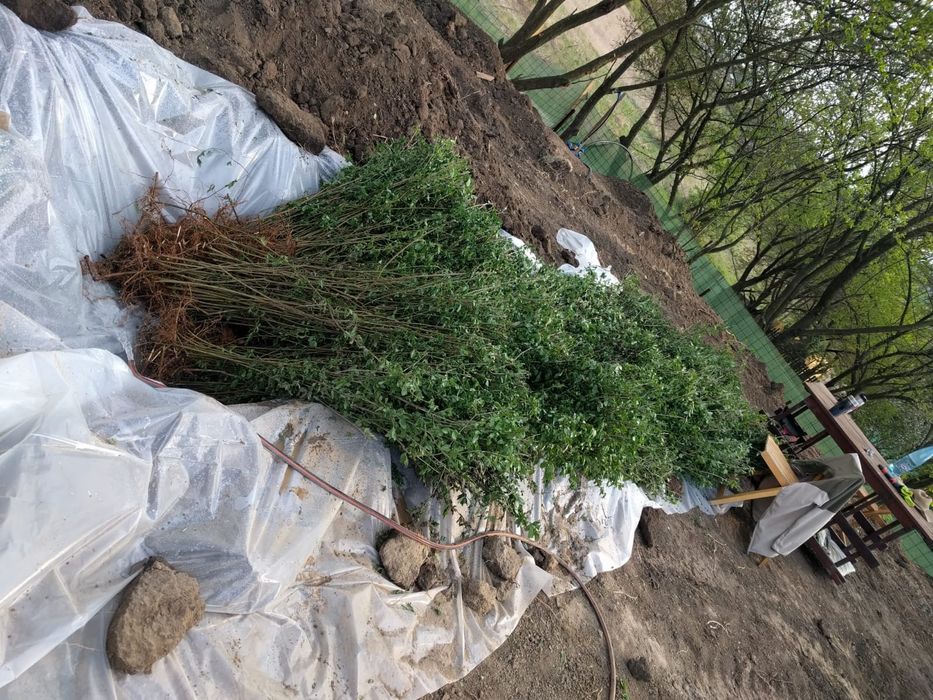 Lemn cainesc,ulm,carpen