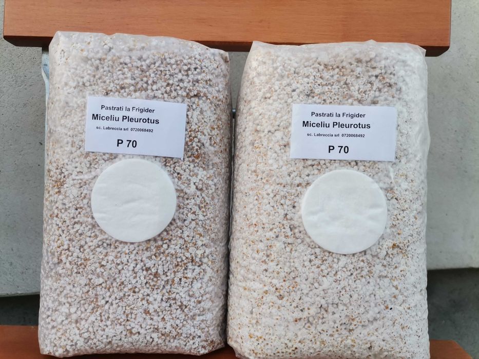Miceliu pentru Pleurotus