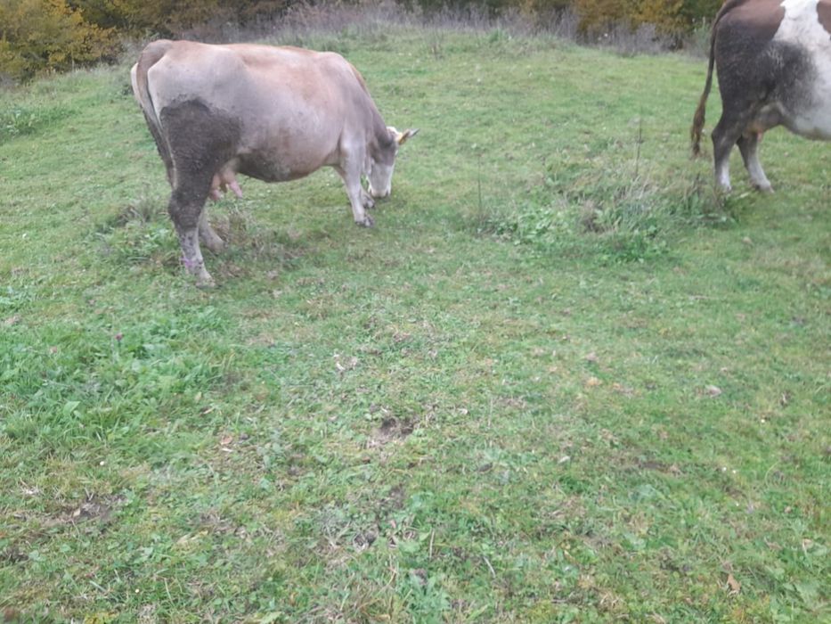 Vaca în vârsta de 2 an jumate