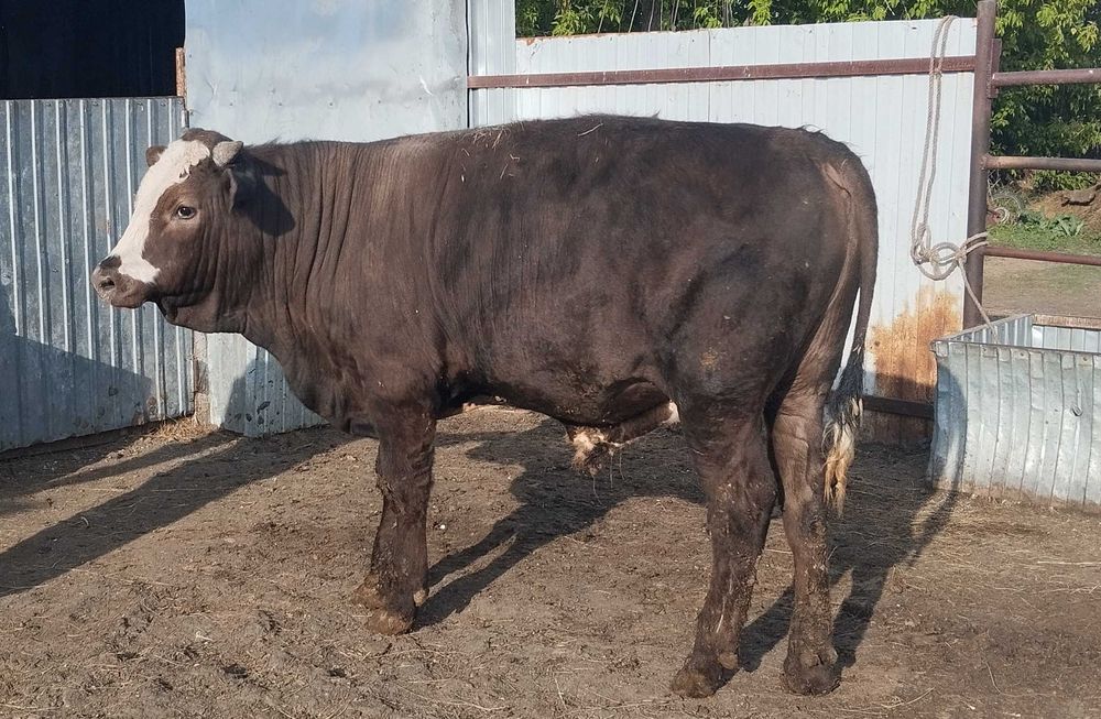 Сельское хозяйство