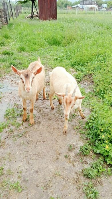 Vând inedită și tap