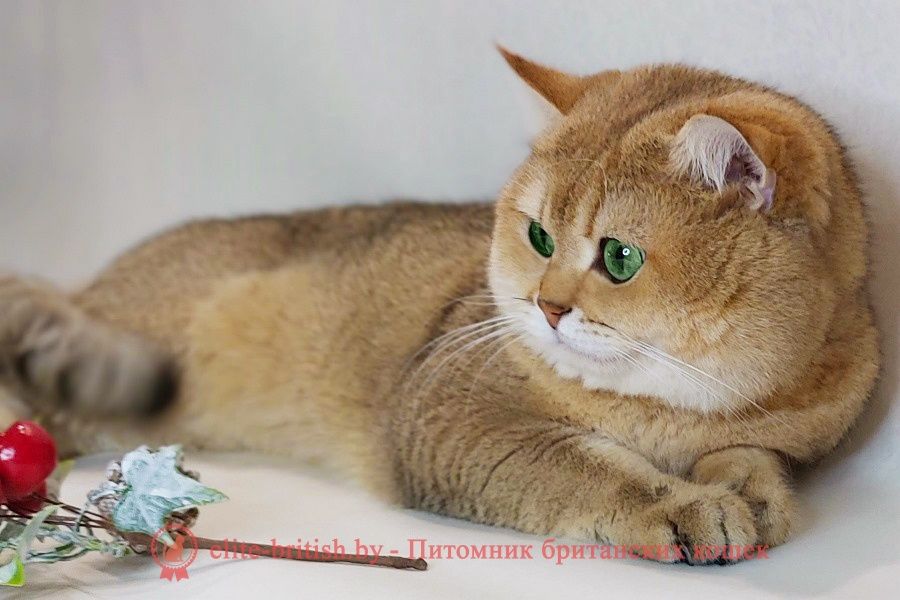 Shinshilla sotiladi 10oyli ogil bola metka qoymidi yungi toklmidi