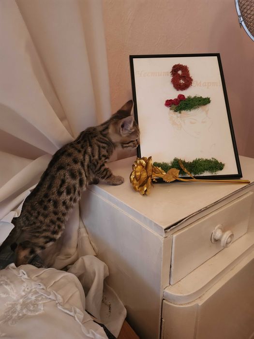 Бенгалски котенца