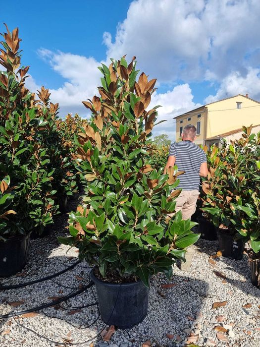 Vând magnolii grandiflora diferite dimensiunii