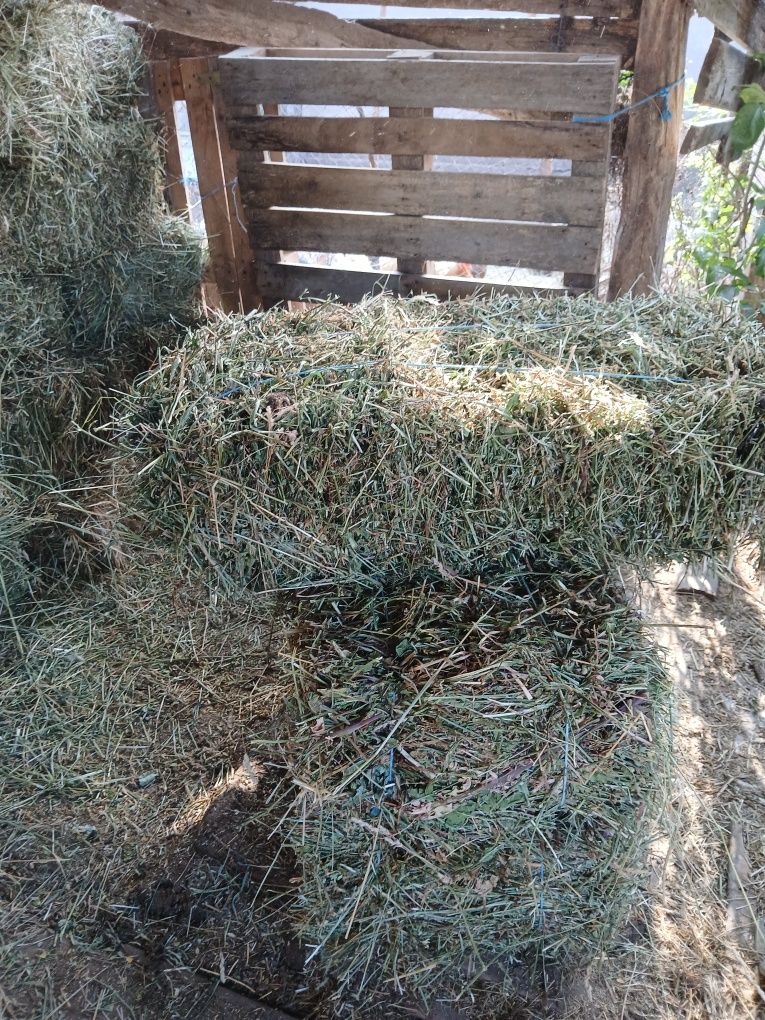 Baloti de lucernă