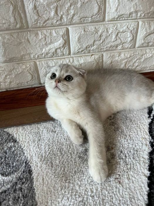 Scotish fold serebro mushuk sotiladi
Og’il bola
(5 oyli) 
Ko’zlari