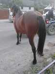 Vnd cal castrat bun