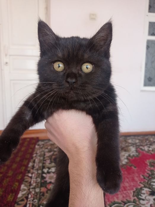 Qora rangli chiroyli mushuk