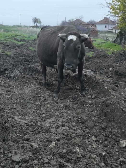 Продавам дойна крава