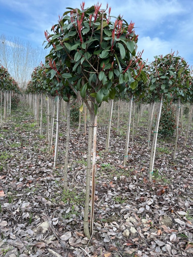 Chiparosi leilandi photinia Red Robin