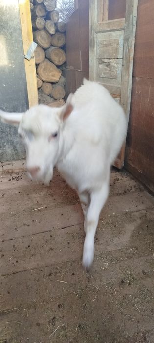 Продам заазинского козла