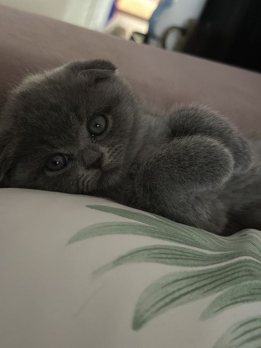 Продаётся чистокровный котёнок скоттиш фолд с паспортом