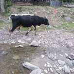 Vaca de 4 ani fatata în primăvara și montata de 2 luni