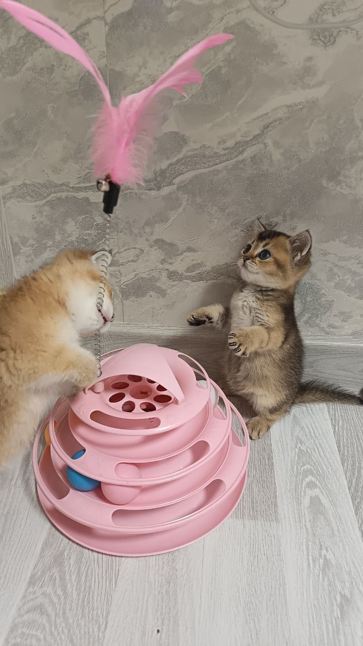 Котенак шиншила девачка