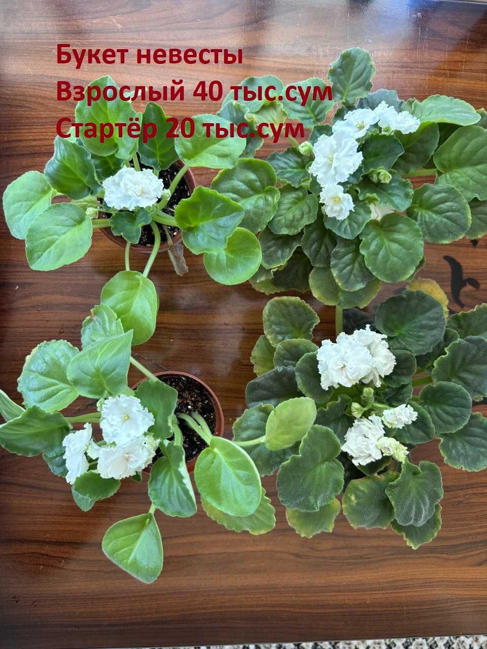 Фиалки в ассортименте