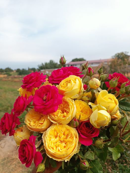 Issixona biznesi bo'yicha Atirgul ko'chatllari sotamiz