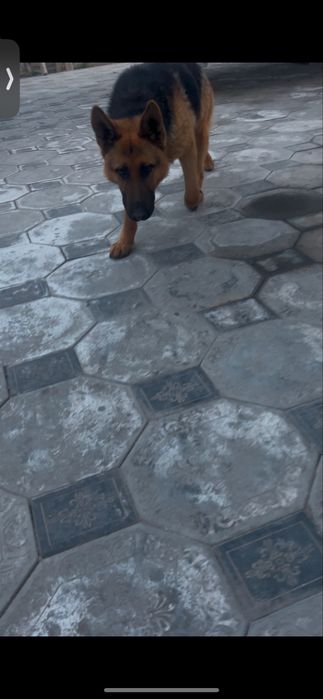 щенок овчарки(девочка)