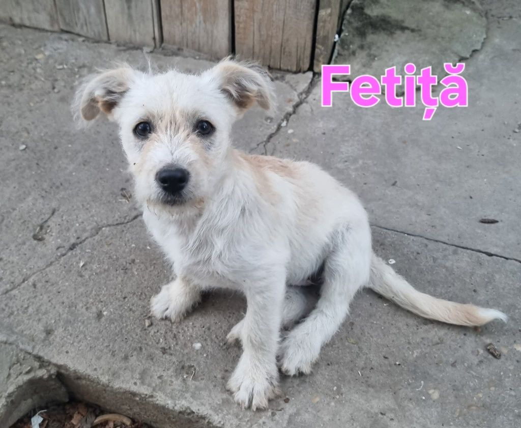Donatie catei de 3 luni