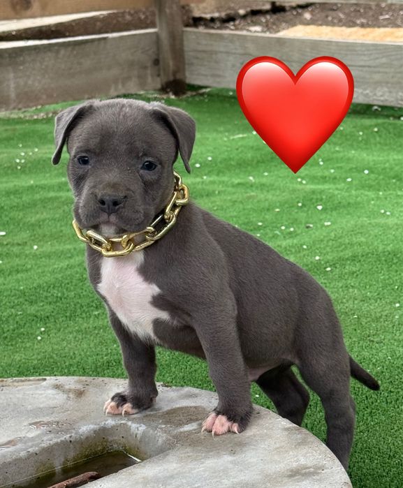 Femela amstaff blue