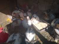 Vând urgent 20 de pui d iepurii