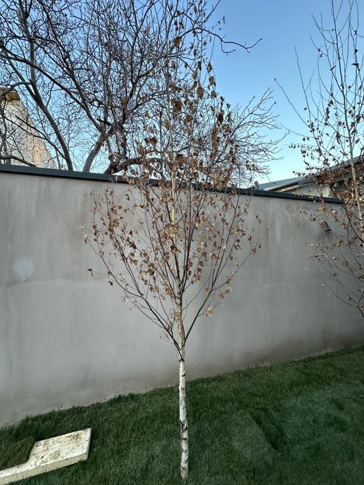 Copaci Mesteacan Tei Platan Cireș catalpa