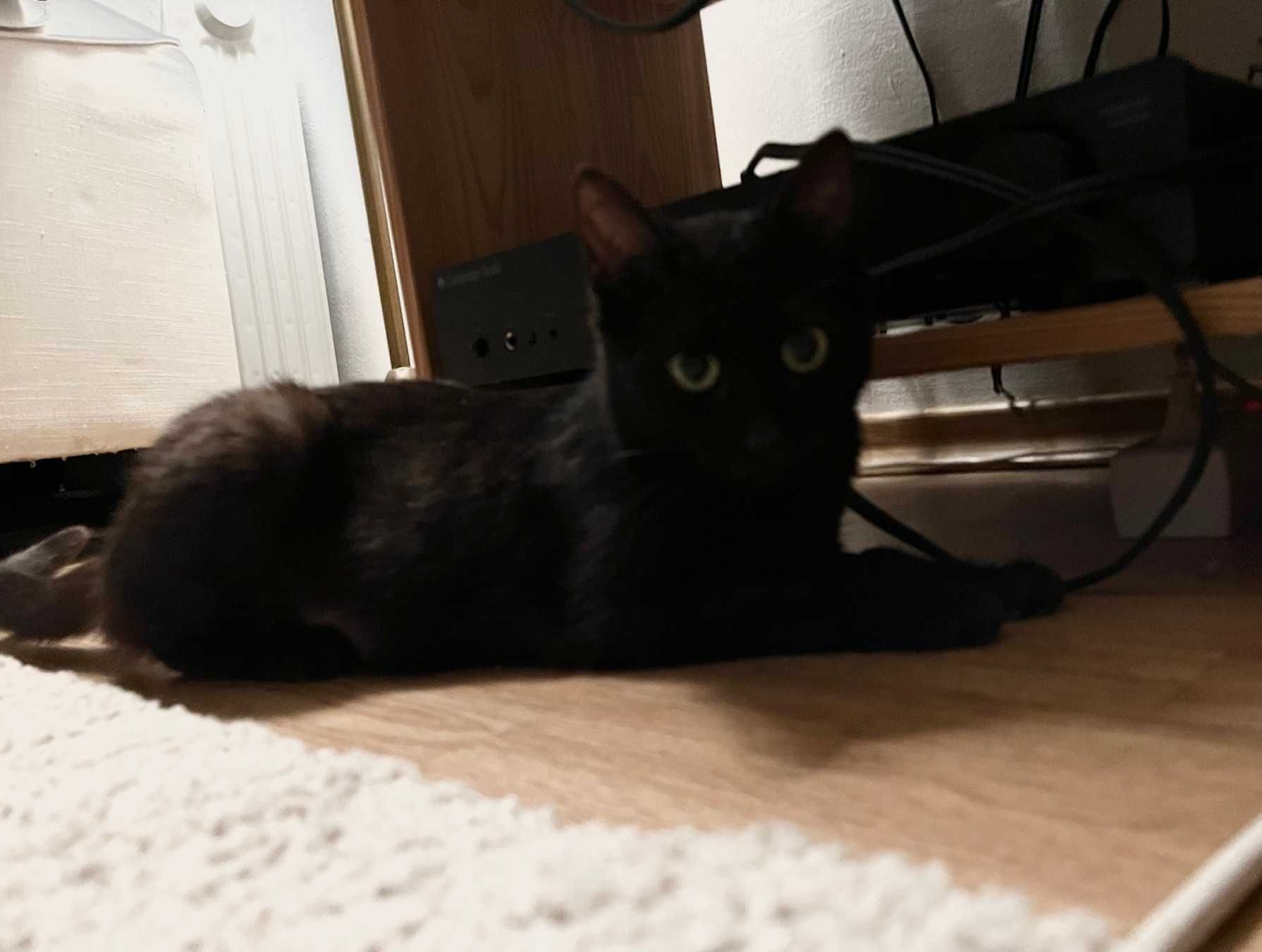 Cleo, jucausa si iubitoare, isi cauta casa