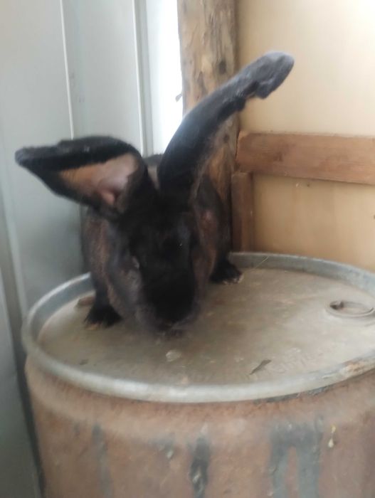 Femelă Uriaș German