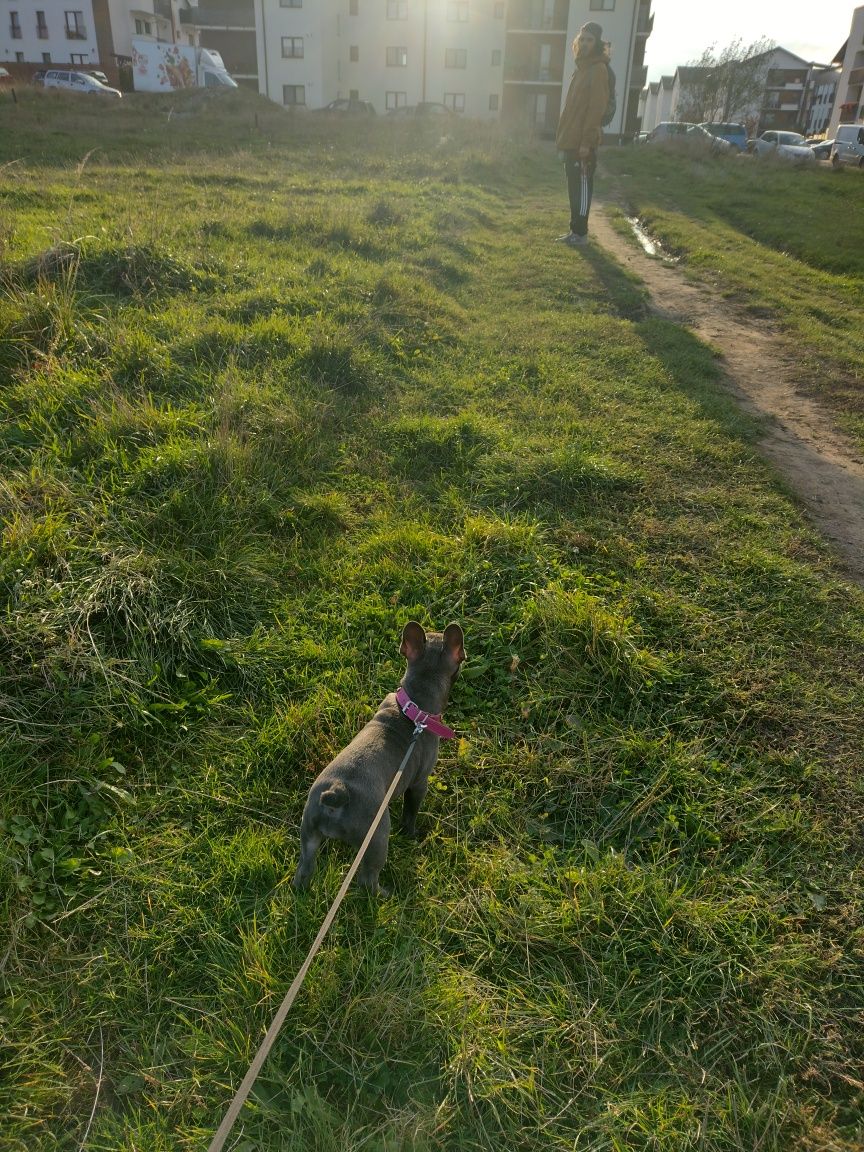 Plimb câini/dog walker