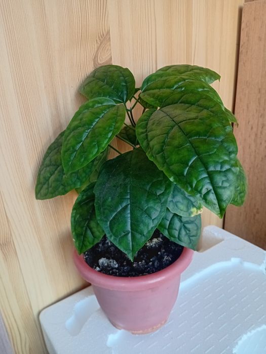 Продам цветок Клеродендрум Томпсона