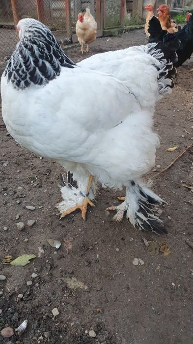 Gaina brahma alb herminat deschis.