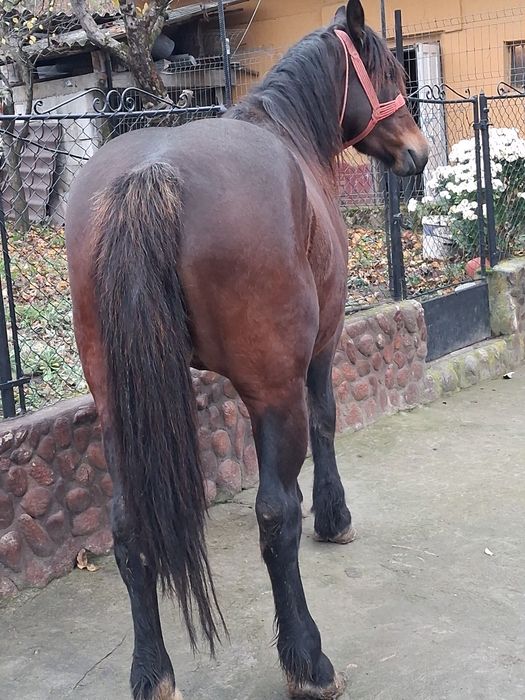 Iapa de vanzare de 5 ani