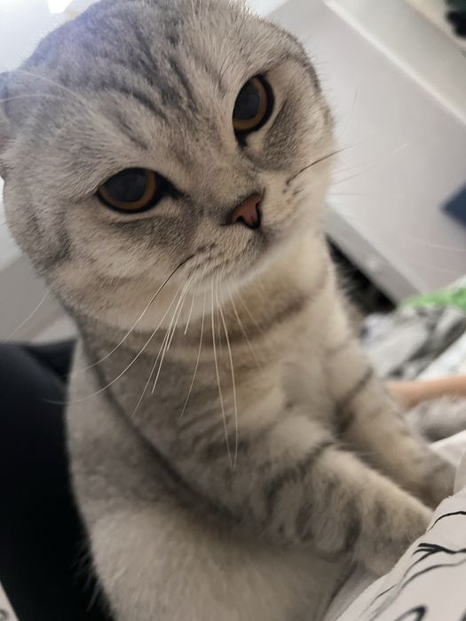 Кот продам срочно