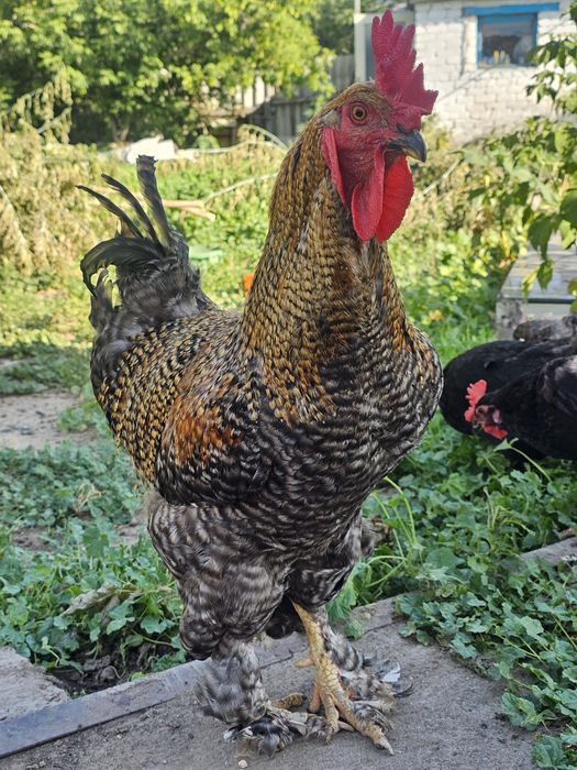 Продам петуха породы брама 2года 7тыс доставка есть зко город Аксай