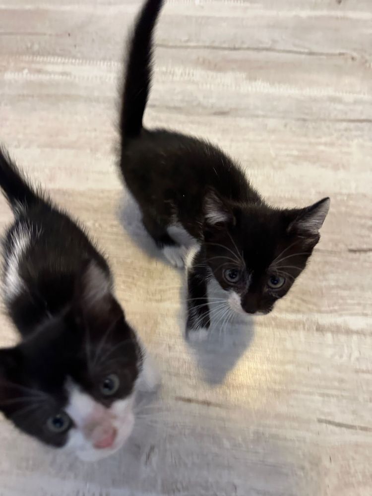 Pisicute spre adoptie