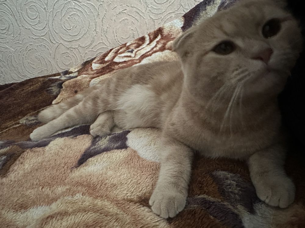 Шотландская вислоухая кошка