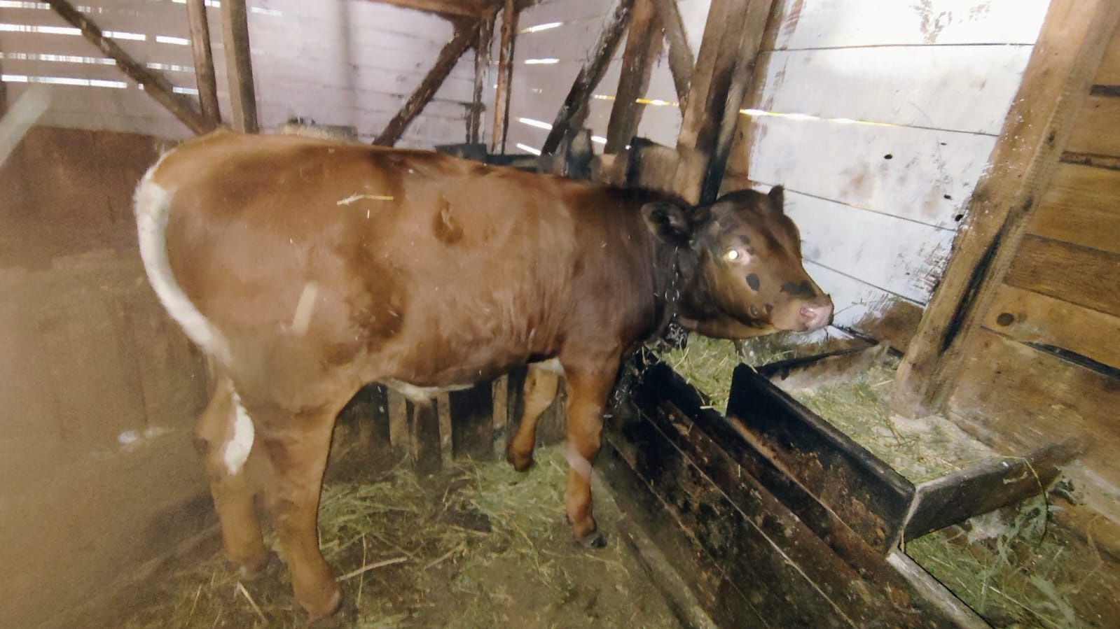 Vând vițel  150 kg