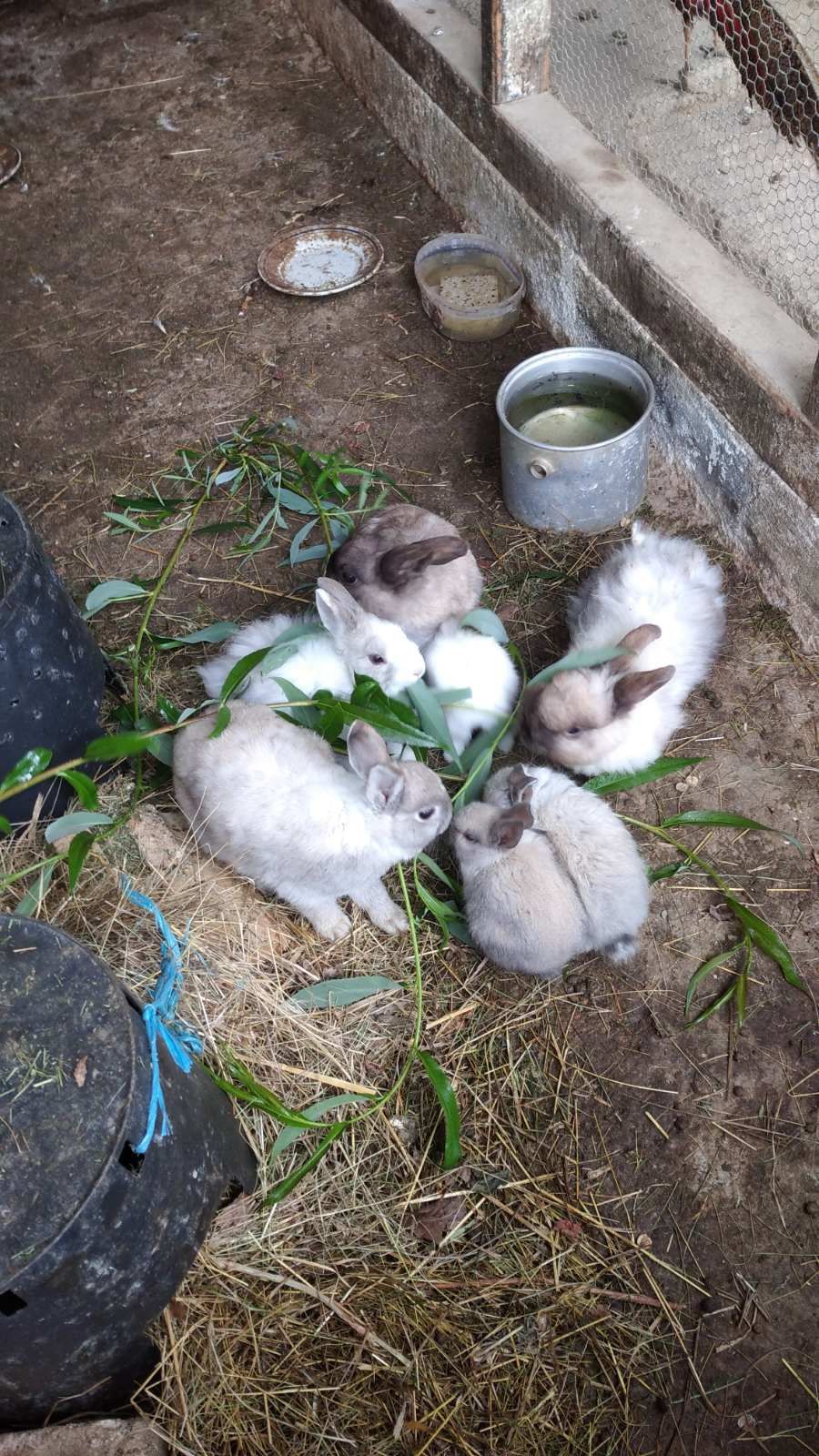 Продавам декоративни зайци.