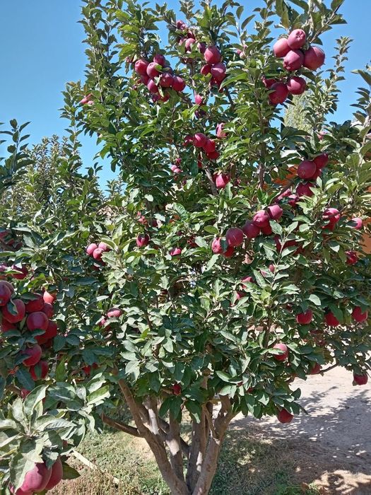 Опытный Садовник. Богбон