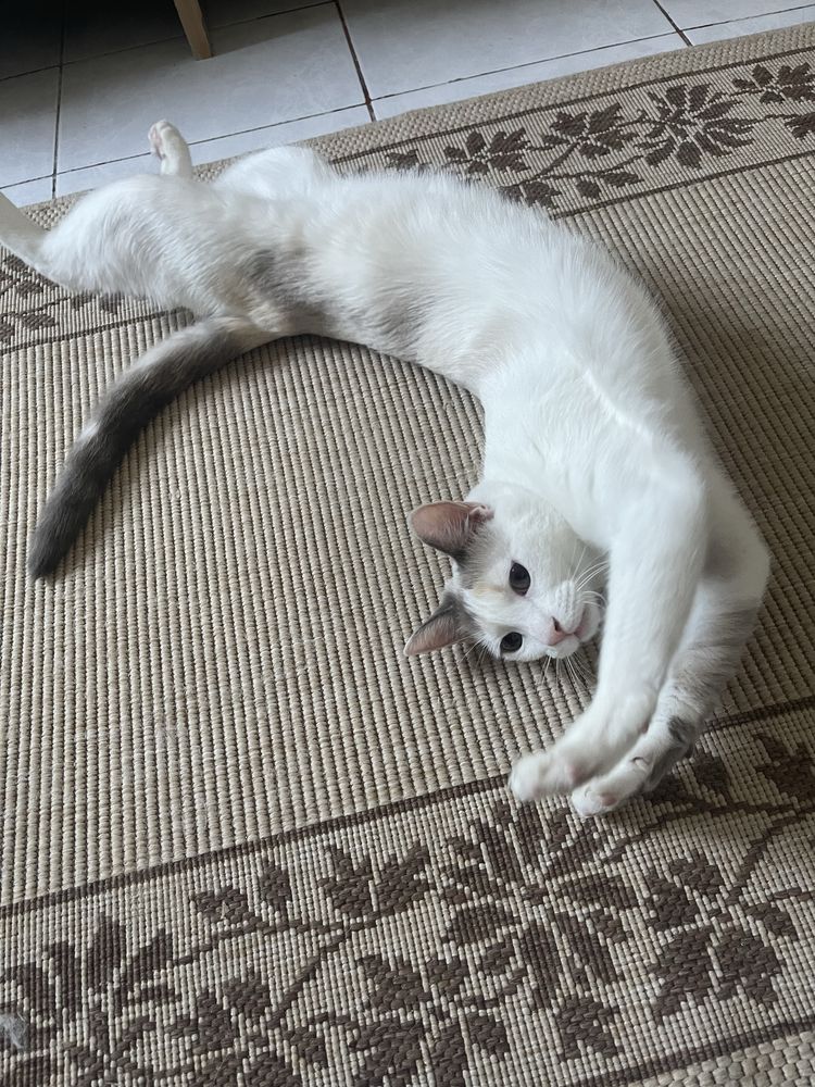 Pentru adoptie adorabila pisicuta Kitty