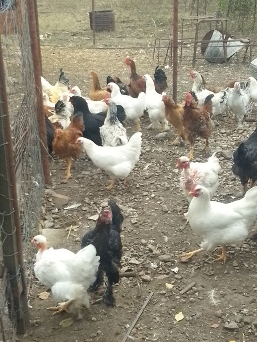 Găini de casă de vânzare