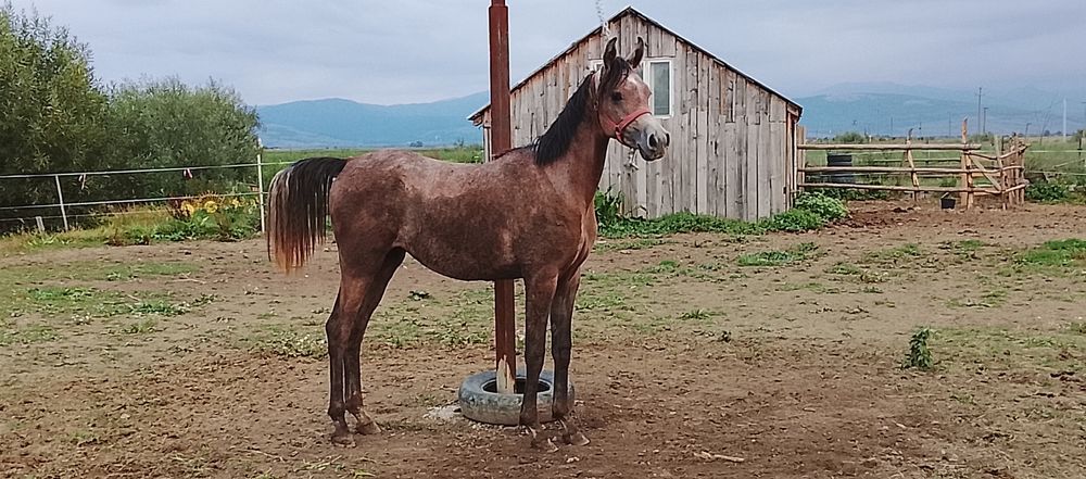 Armasar psa cu pedigree