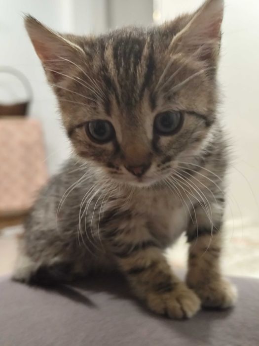 Подарявам коте на 3 месеца