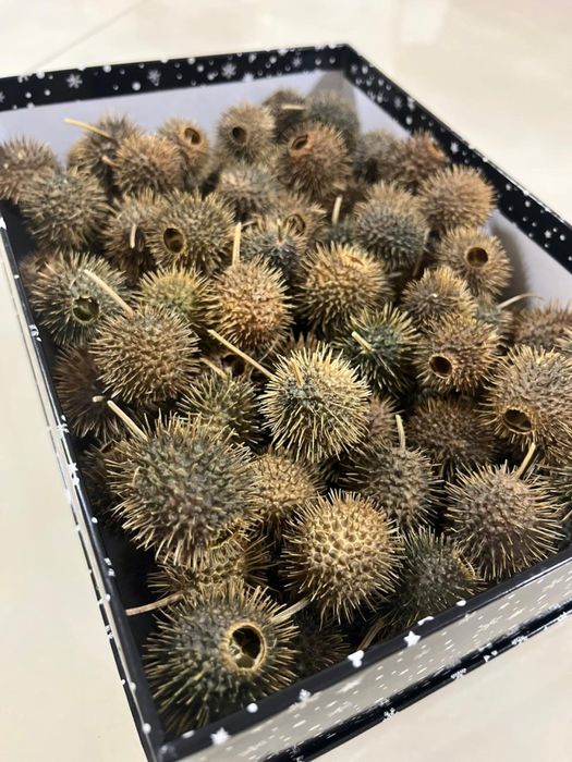 Бурнаки свежие,самое эффективное средство от Гайморита