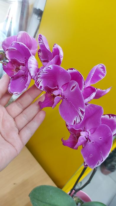 Продам    орхидеи