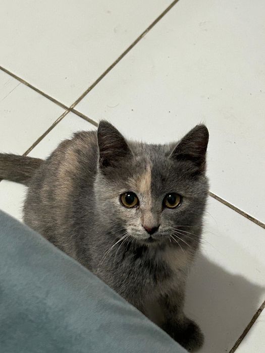 Кошечка в добрые руки,2,5 месяца,к лотку приучена,кушает все