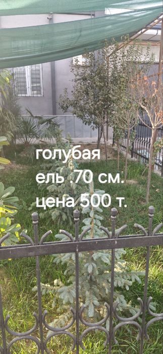 Голубая ель 70см дарахт сотилвотти
