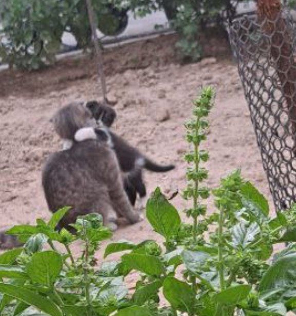 Скоттиш Фолд Кошка 3 месяца