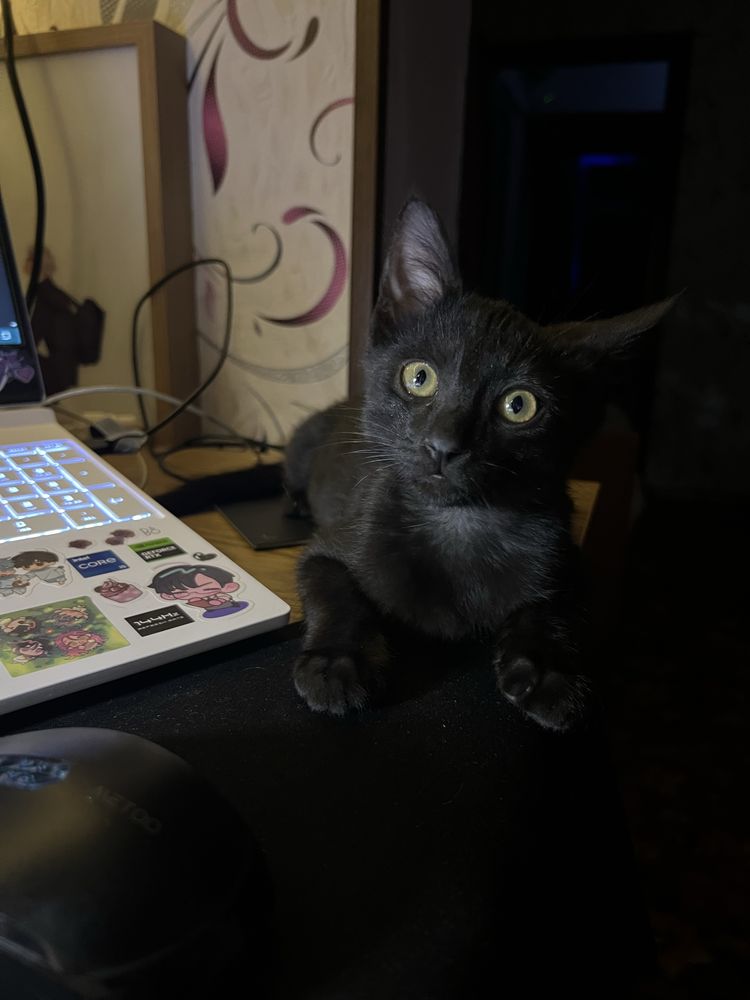 Котенок дворняшка