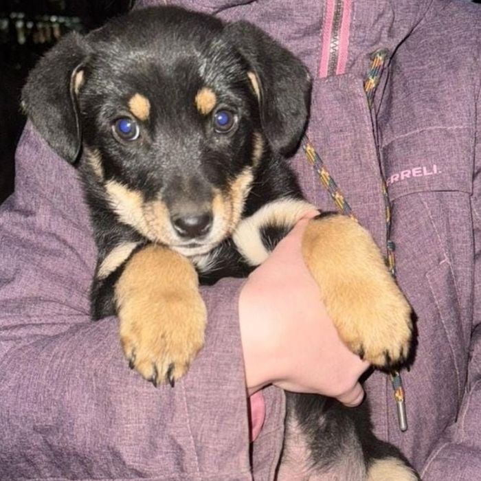 Отдам щенка в добрые руки