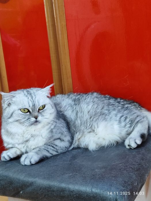 Передаётся чистокровная шиншилла